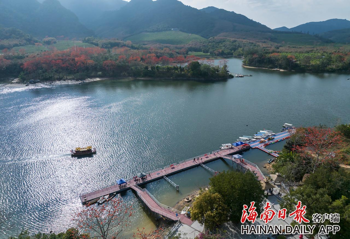 　　七叉镇尼下村昌化江畔木棉花开。海南日报通讯员 孟志军 摄