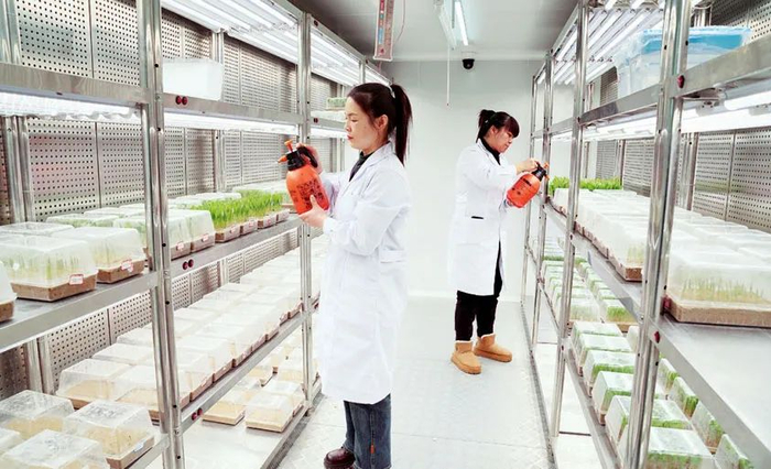 在吉林省鸿翔农业集团鸿翔种业有限公司智能人工气候室内，工作人员正在为玉米种苗浇水