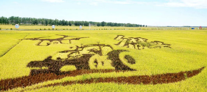 在九台区龙家堡镇饮马河街道红光村红光稻田公园，金黄色的稻田好似清新淡雅的田园风光画
