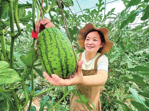 　　大柳西瓜长势喜人。本版图片由金奉乾提供