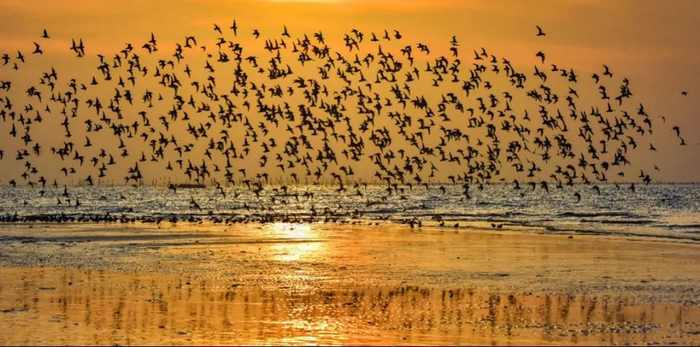 候鸟天堂  图/李洪翔