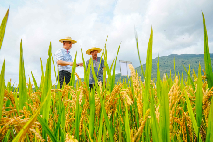　2024年4月25日，位于三亚海棠湾的水稻国家公园，来自国内的十几位专家在田间观察水稻。海南日报全媒体记者 王程龙 摄