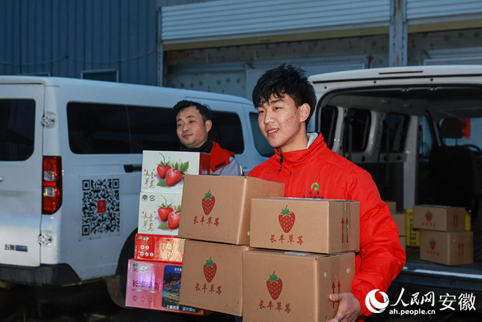 　　工作人员将从村级揽收点接收的“电商草莓”送往物流枢纽。人民网记者 张俊摄