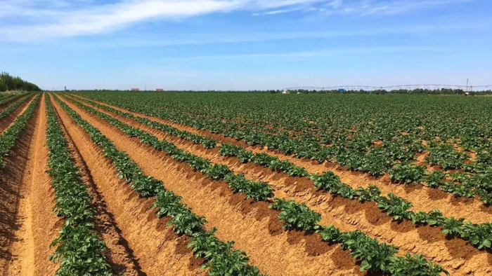 ▲马铃薯种植基地