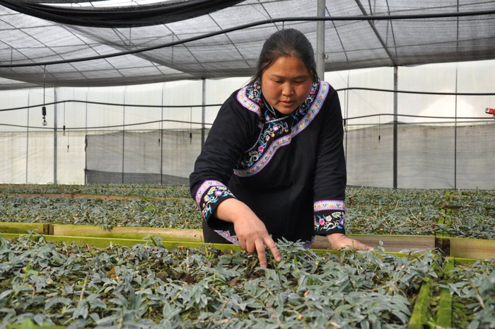 邓迎香在检查农作物。