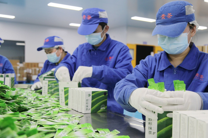 贵茶公司工人赶制抹茶订单。贵州日报天眼新闻记者 吴彩丽 阙成岱 摄