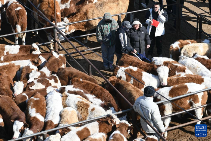   3月6日，交易者在伊胡塔牛市看牛询价。新华社记者 马金瑞 摄