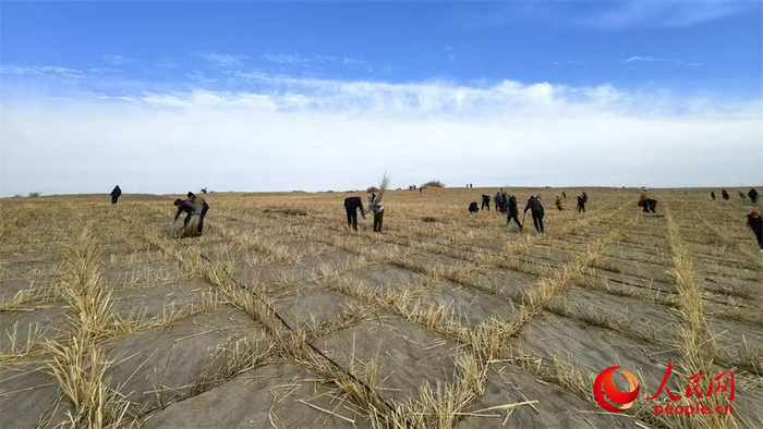 新疆民丰县后河坝沙漠阻击区，当地民众在草方格内种植沙枣树苗。人民网记者陈新辉摄