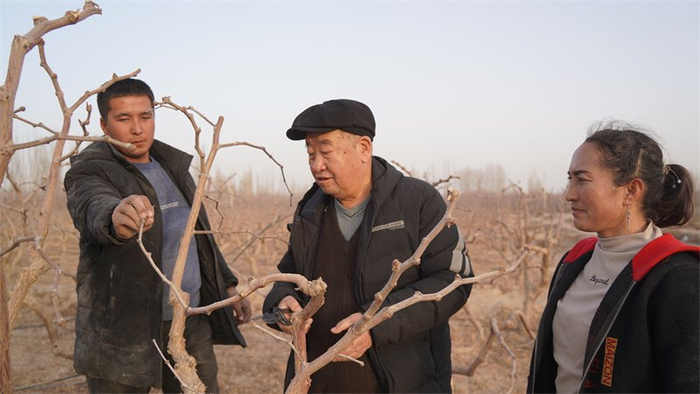 李鹏和村民一起修剪枣树。麦麦塔乌拉.麦提萨比尔摄