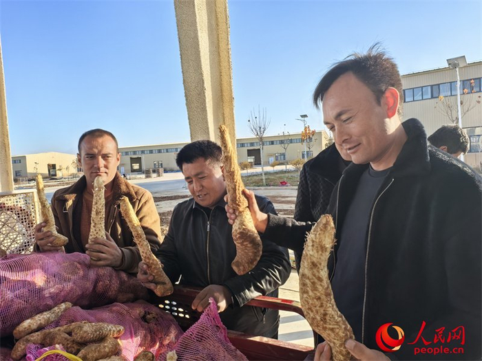 大芸种植户在于田县道地中药材交易市场销售大芸。人民网记者 陈新辉摄