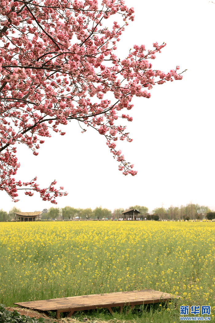麒麟水乡内春花烂漫（3月6日摄）。新华网 李娜 摄