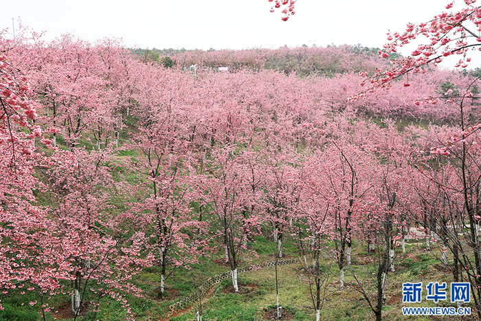 漫山遍野的樱花竞相开放（3月7日摄）。新华网 李娜 摄