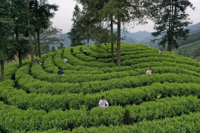 ▲2024年4月6日，游客到吉首市隘口村茶园旅拍采茶。（图源：吉首市委宣传部）