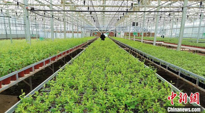  绿意盎然的中药材种植基地。　齐轩 摄