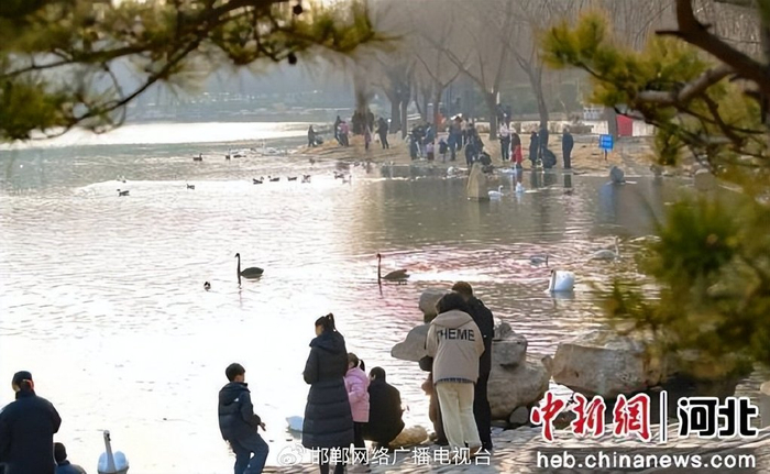 图为在广平县东湖公园，游客与天鹅互动。 武小凯 摄