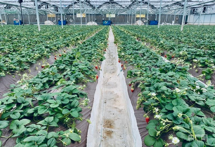 草莓小镇（央广网记者 李红军 摄）