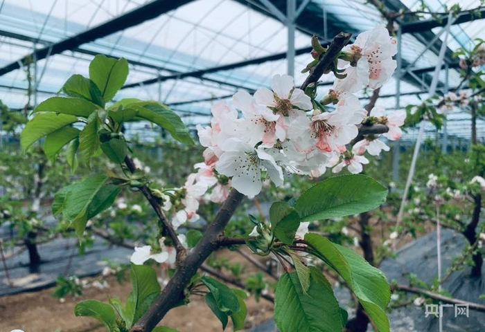 佳盛达种养殖专业合作社的樱桃大棚里盛开的樱桃花（央广网记者 李红军 摄）