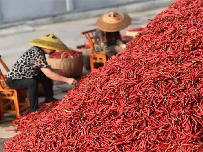 ▲湖南省娄底市双峰县永丰街道风江村，农民在挑选红辣椒。（乃继辉/摄）