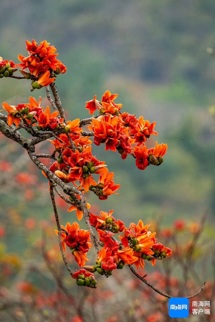木棉花开。记者 刘孙谋 摄