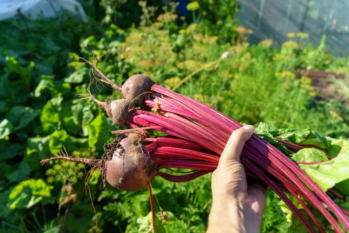 甜菜。图/图虫创意