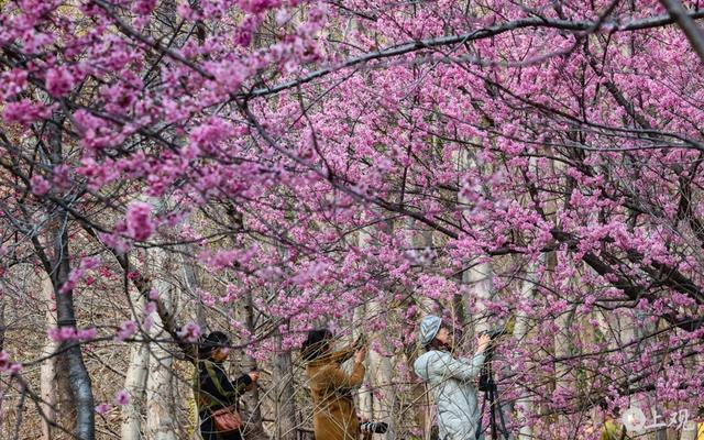 宝山顾村公园的樱花已开。张海峰摄