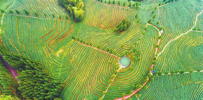 峨眉天眼茶园。（四川省农业农村厅供图）