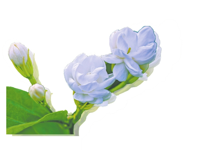广西茉莉花。（广西壮族自治区农业农村厅供图）