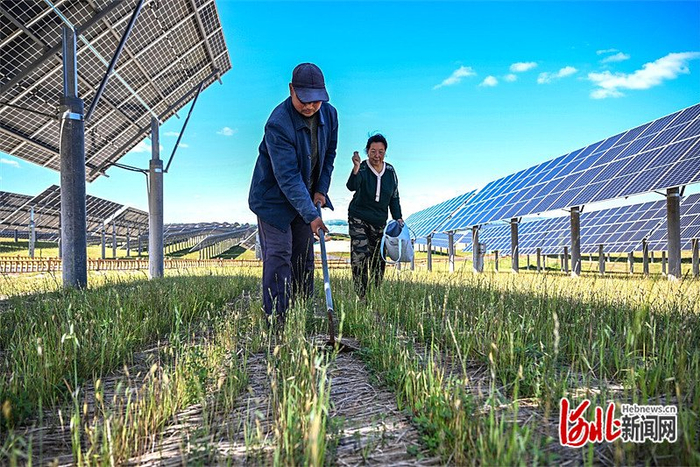 2024年9月5日，围场满族蒙古族自治县三复兴地村村民在光伏电站内补植牧草。 河北日报记者 田 明摄