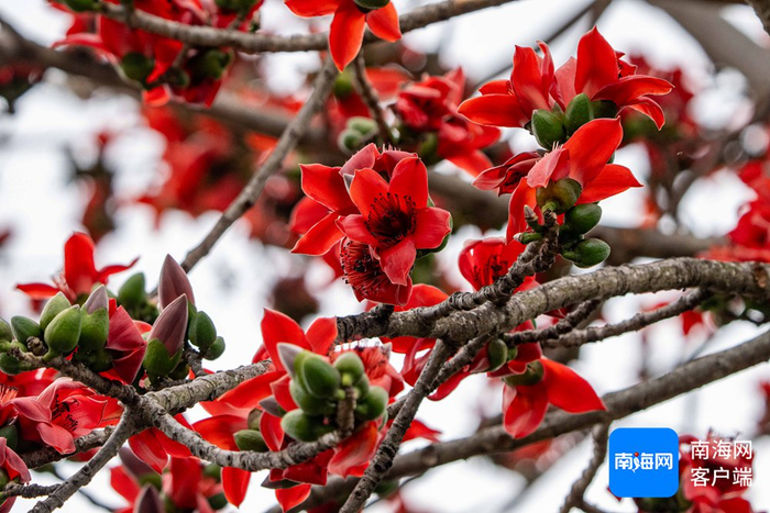 木棉花开。记者 刘孙谋 摄