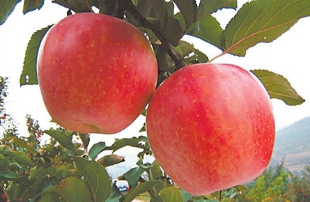 灵宝苹果（图片由受访者提供）