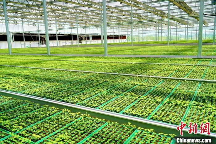  冷凉蔬菜育苗基地绿意盎然。固原市委宣传部供图