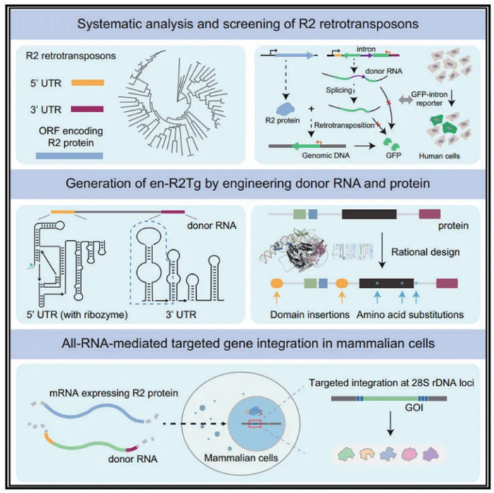 图6 开发全RNA介导的、高效精准的哺乳动物细胞大片段功能基因写入工具