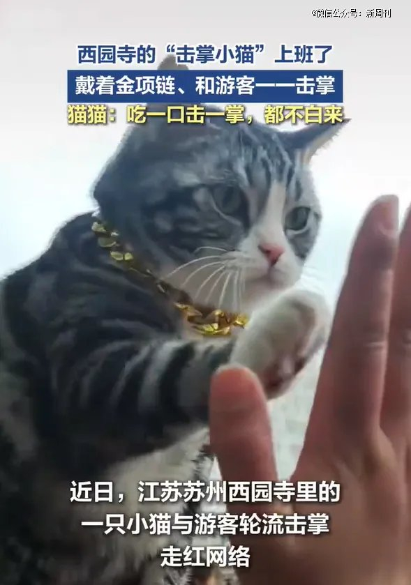 苏州西园寺的“击掌小猫”最近走红网络。（图/视频截图）