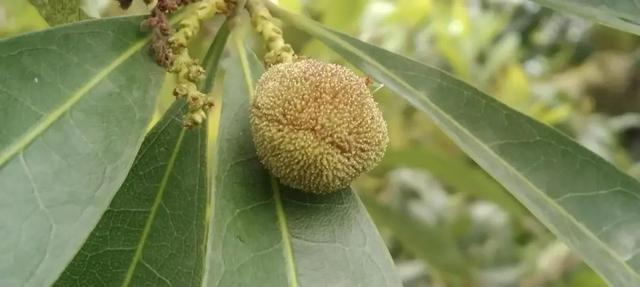 瓯海丁岙梅现状。受访者供图