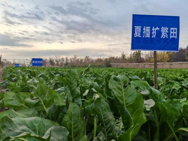 新疆昌吉回族自治州玛纳斯县的甜菜种子繁育试验田。新华社记者苟立锋 摄