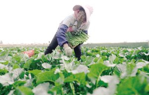 村民在小坝子村采摘板蓝根青菜。记者赵伟摄