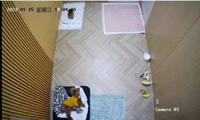 北京一家宠物寄养酒店价格高达1299元一天