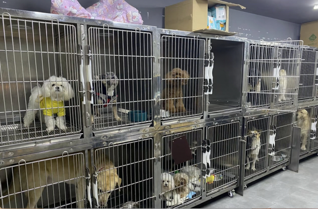 宠物店寄养环境