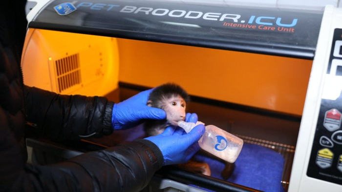 阿拉伯狒狒幼崽