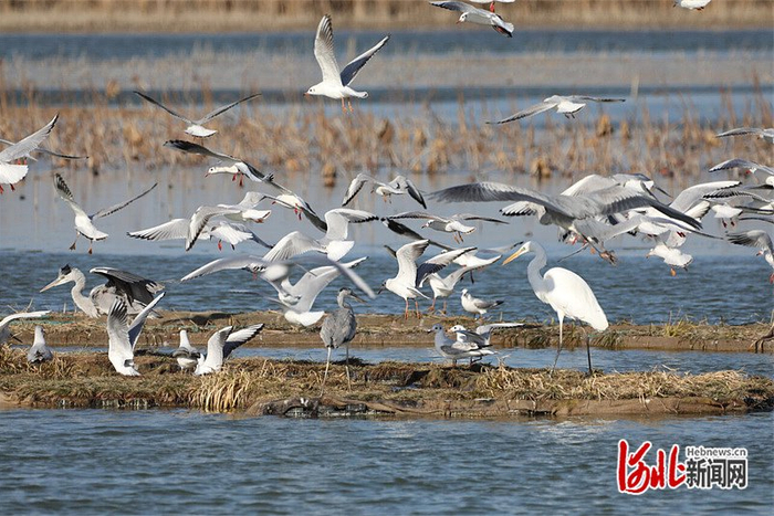 日前，在衡水湖旅游景区樱花岛，白鹭、苍鹭和红嘴鸥等嬉戏觅食。