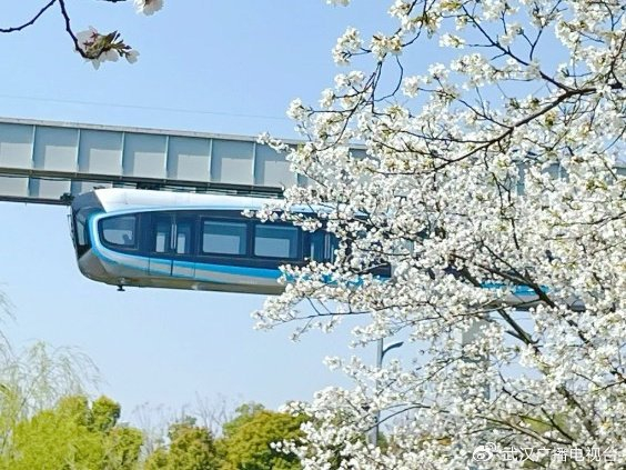 （资料图，空轨高新大道站的樱花。）