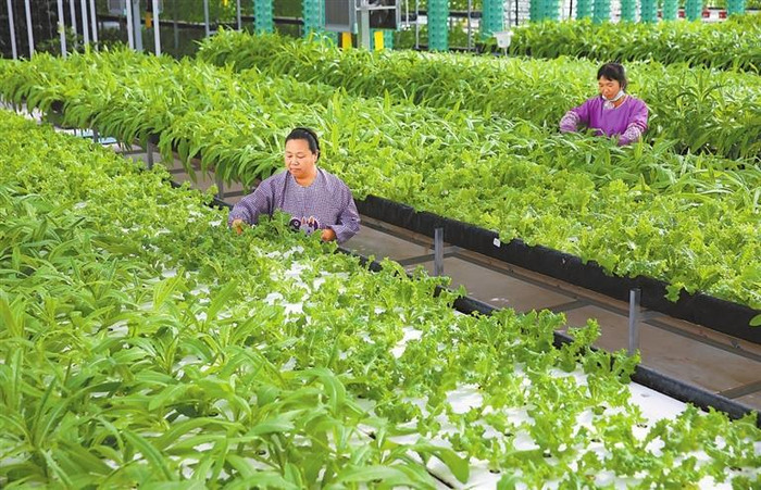 白银市白银区现代农业科技示范园区的员工在“鱼菜共生”系统大棚里进行管护。（资料图）新甘肃·甘肃日报记者 田蹊