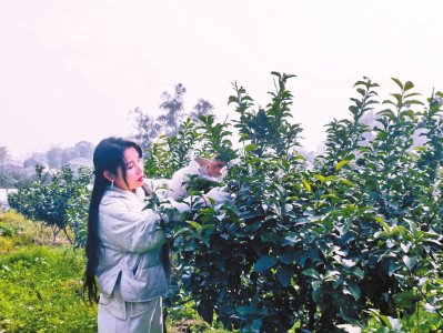 周晓庆在农场查看果树修剪情况。徐庆摄