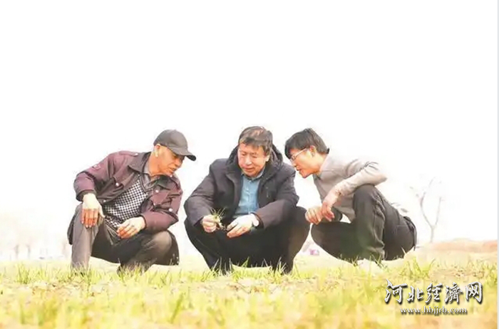 邯郸市丛台区黄粱梦镇中级农艺师安文龙（中）在薛庄村高标准农田上指导农民科学施肥。 丛台区委宣传部供图
