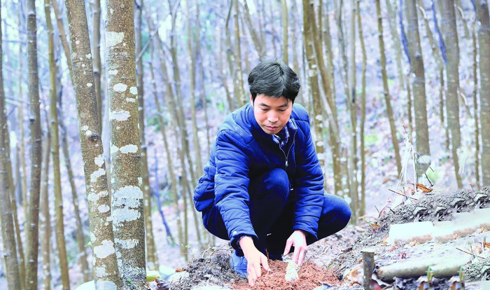 安县双峰乡“乡土专家”包金亮检查林下作物生长情况。图片由受访者提供