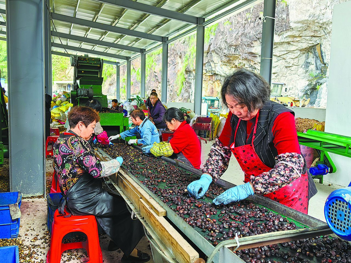 青田县季宅乡浙南油库·兴林益农共富工坊内，村民正在分拣油茶籽。图片由受访者提供