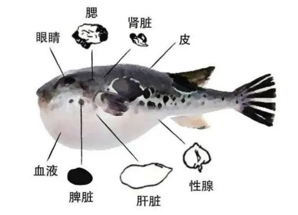 这些部位都有毒（图源：广东疾控）