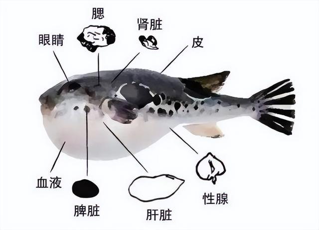 这些部位都有毒（图源：广东疾控）