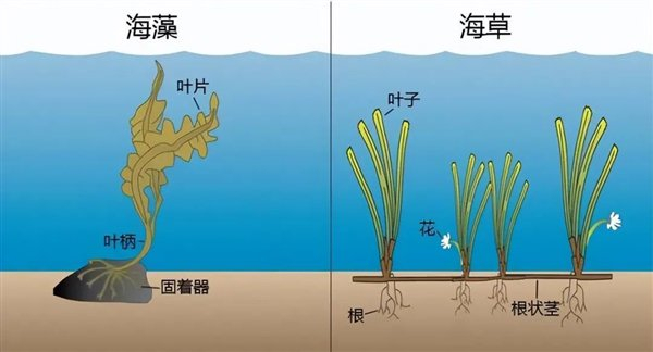 △ 海草和海藻的区别