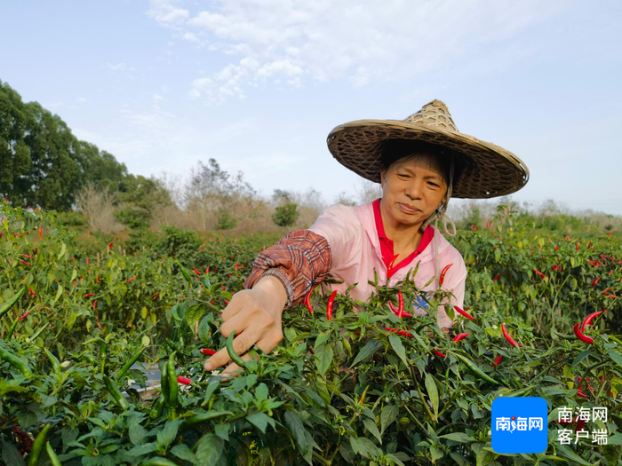 东方种植户采摘朝天椒。记者 李绍远 摄